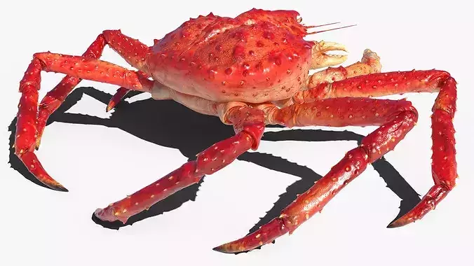 Red King Crab Rigged For Blender 3D model 6