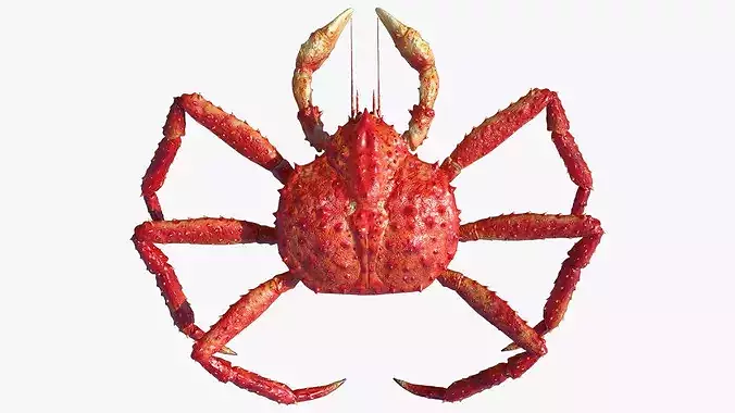 Red King Crab Rigged For Blender 3D model