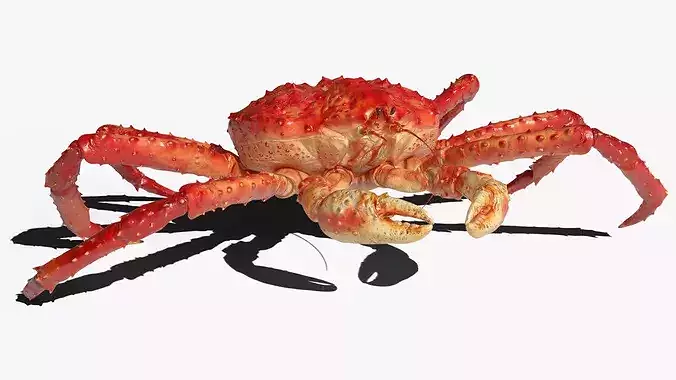 Red King Crab Rigged For Blender 3D model 5