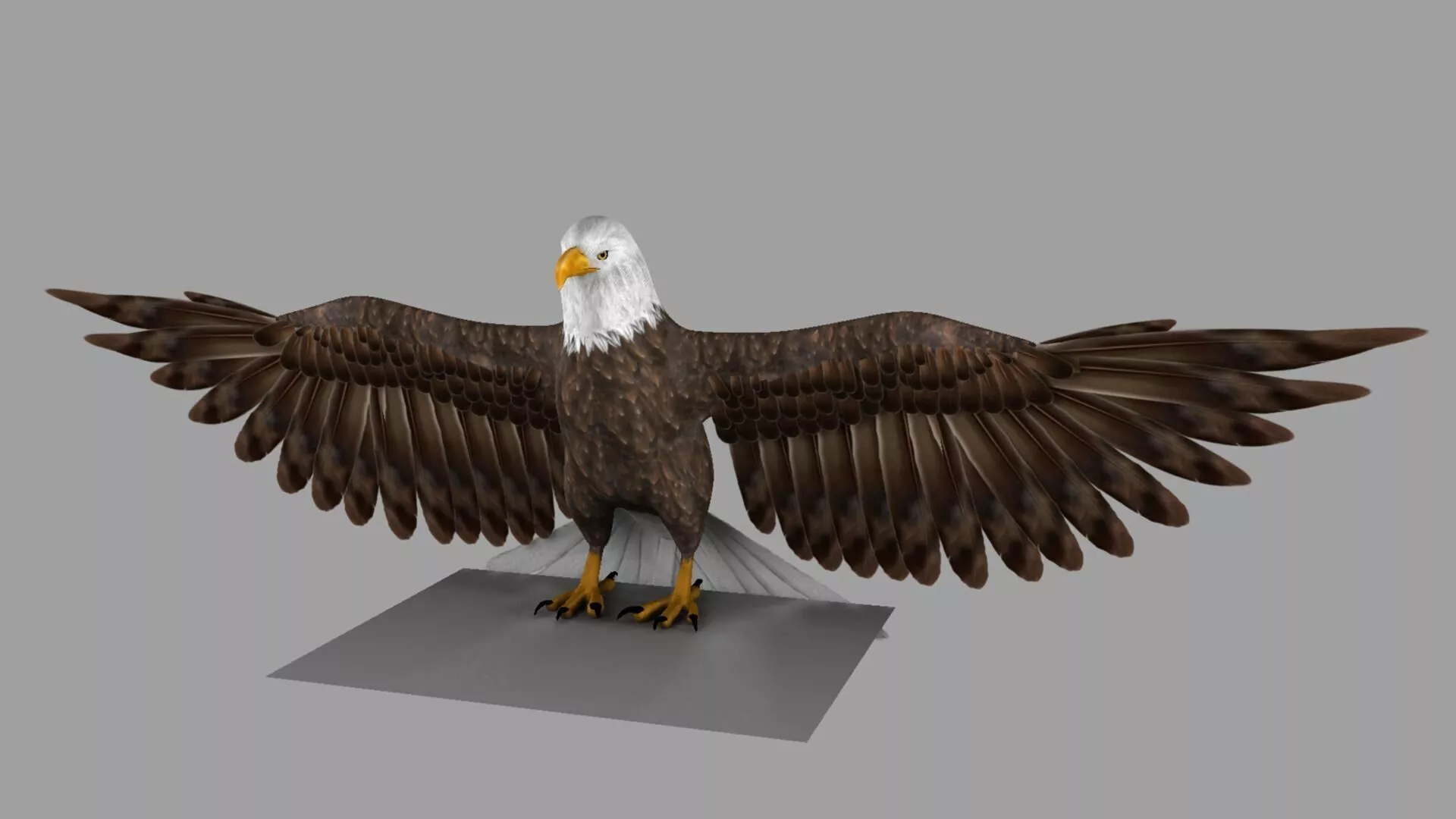 Eagle 3D model