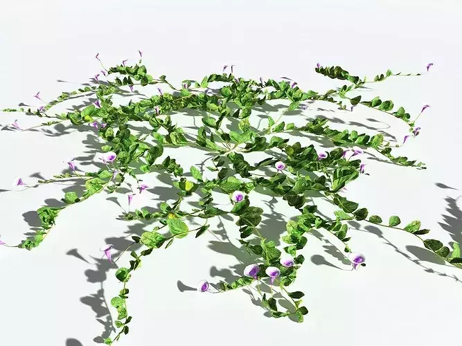 EVERYPlant Beach Morning Glory LowPoly