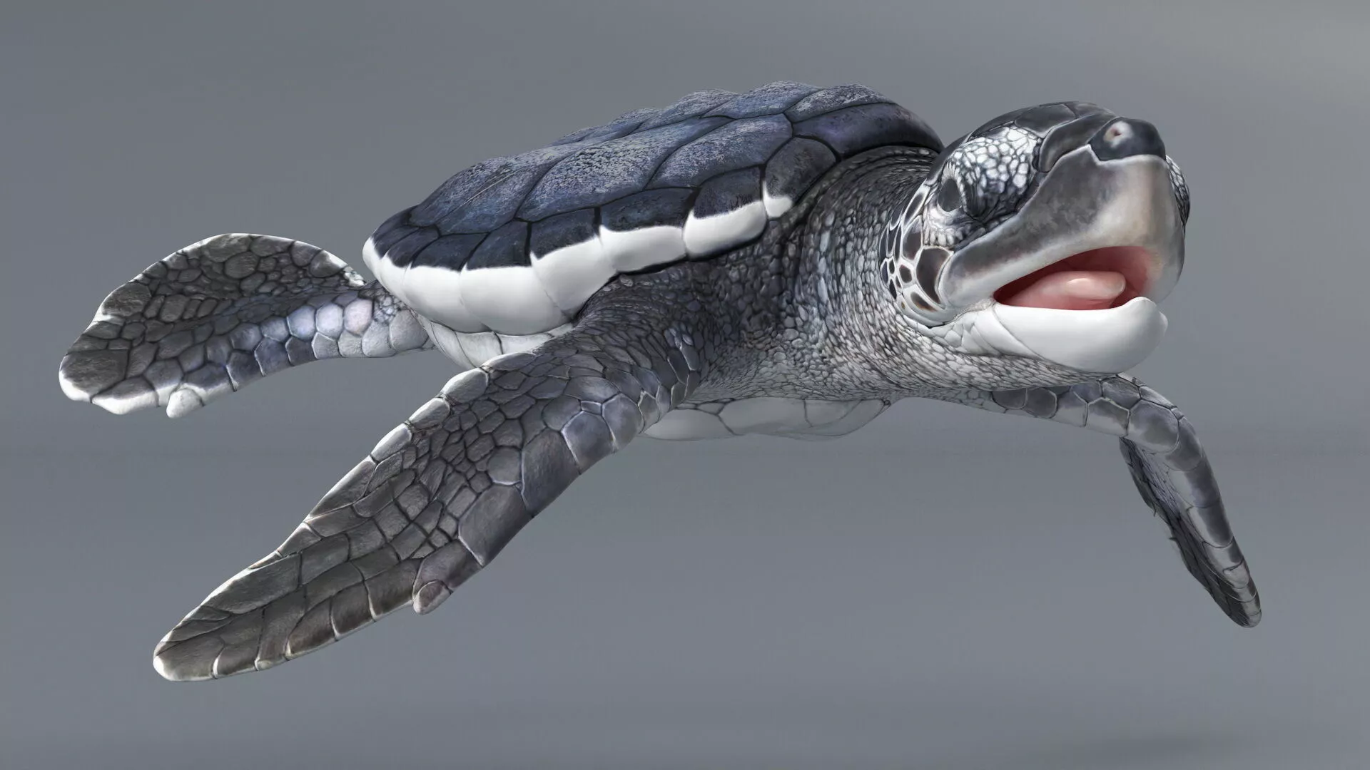 Black Baby Sea Turtle Swim Rigged For Maya Animated Low-poly 3D model