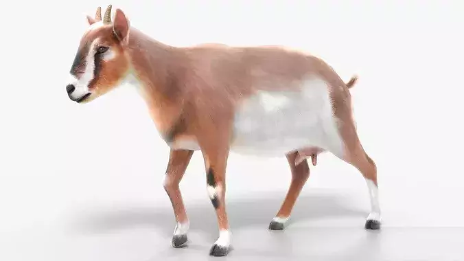 Dairy Goat Fur Rigged for Blender 3D model 4