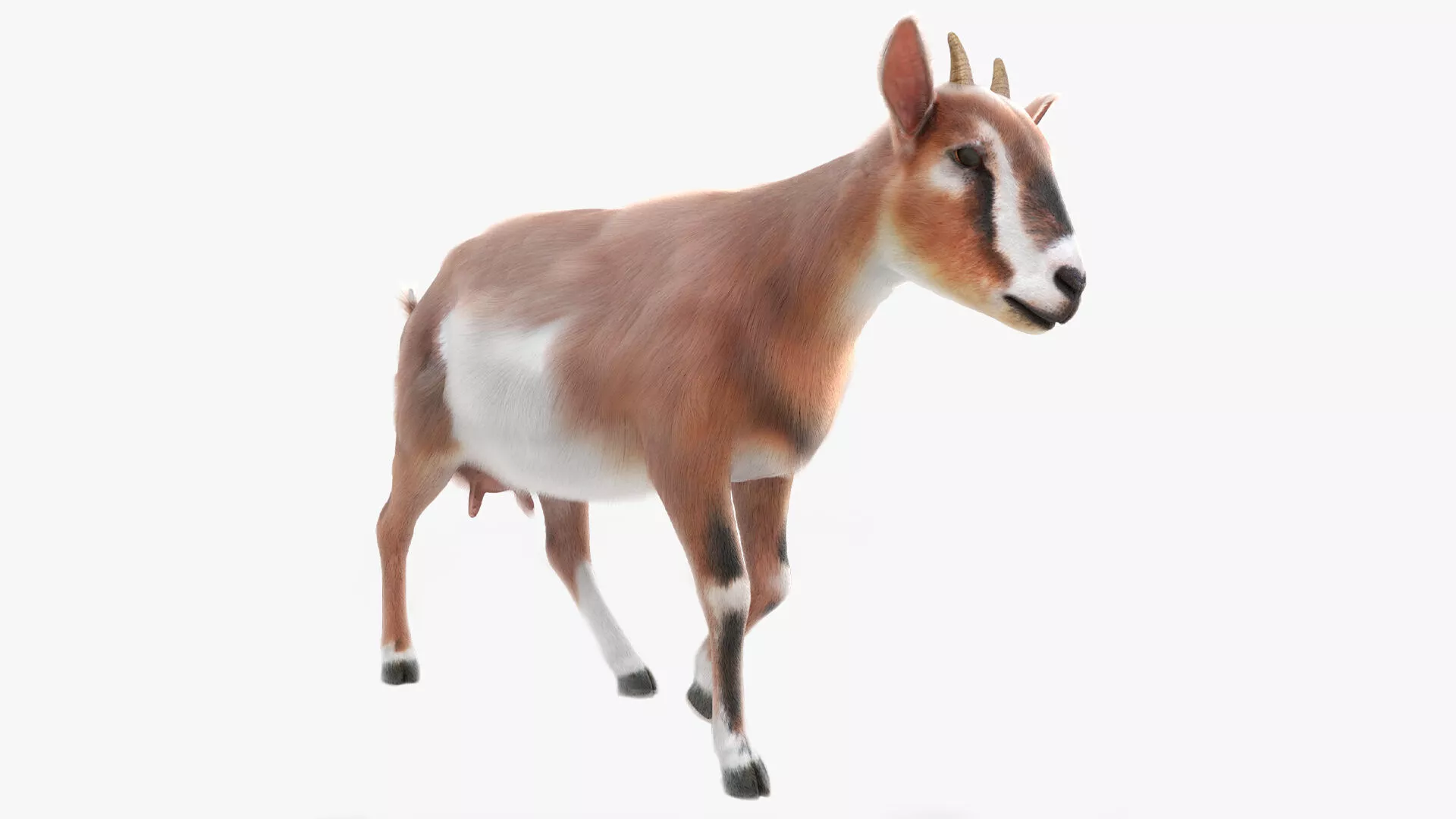 Dairy Goat Fur Rigged for Blender 3D model