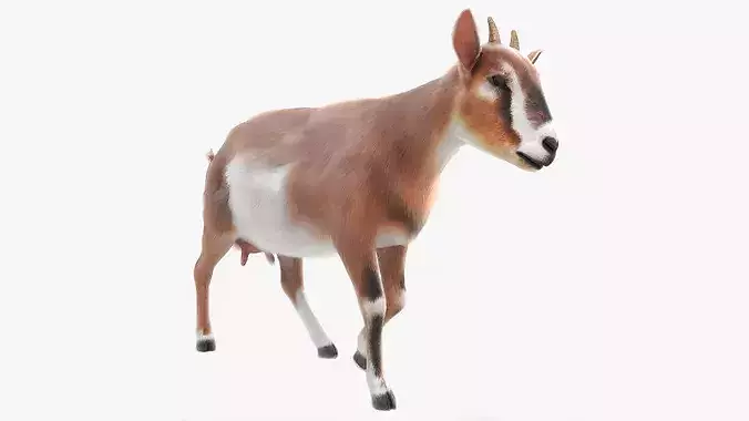 Dairy Goat Fur Rigged for Blender 3D model