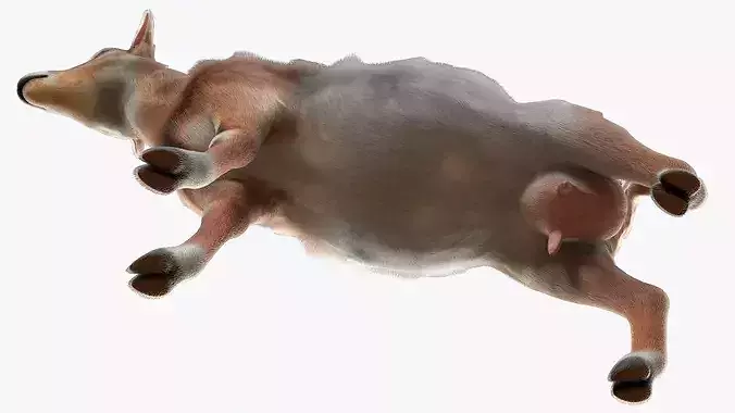 Dairy Goat Fur Rigged for Blender 3D model 6