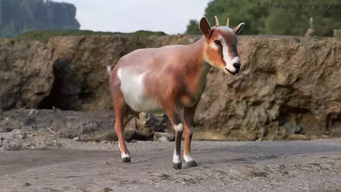Dairy Goat Fur Rigged for Blender 3D model 3