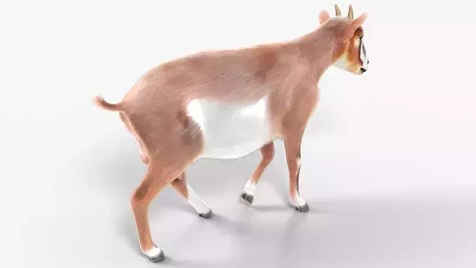 Dairy Goat Fur Rigged for Blender 3D model 5