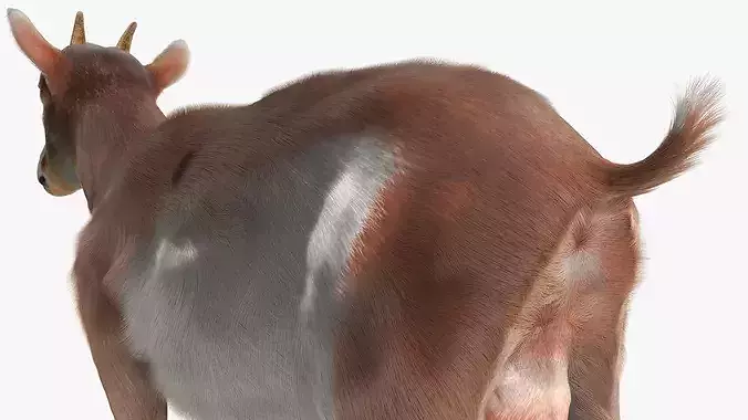 Dairy Goat Fur Rigged for Blender 3D model 7