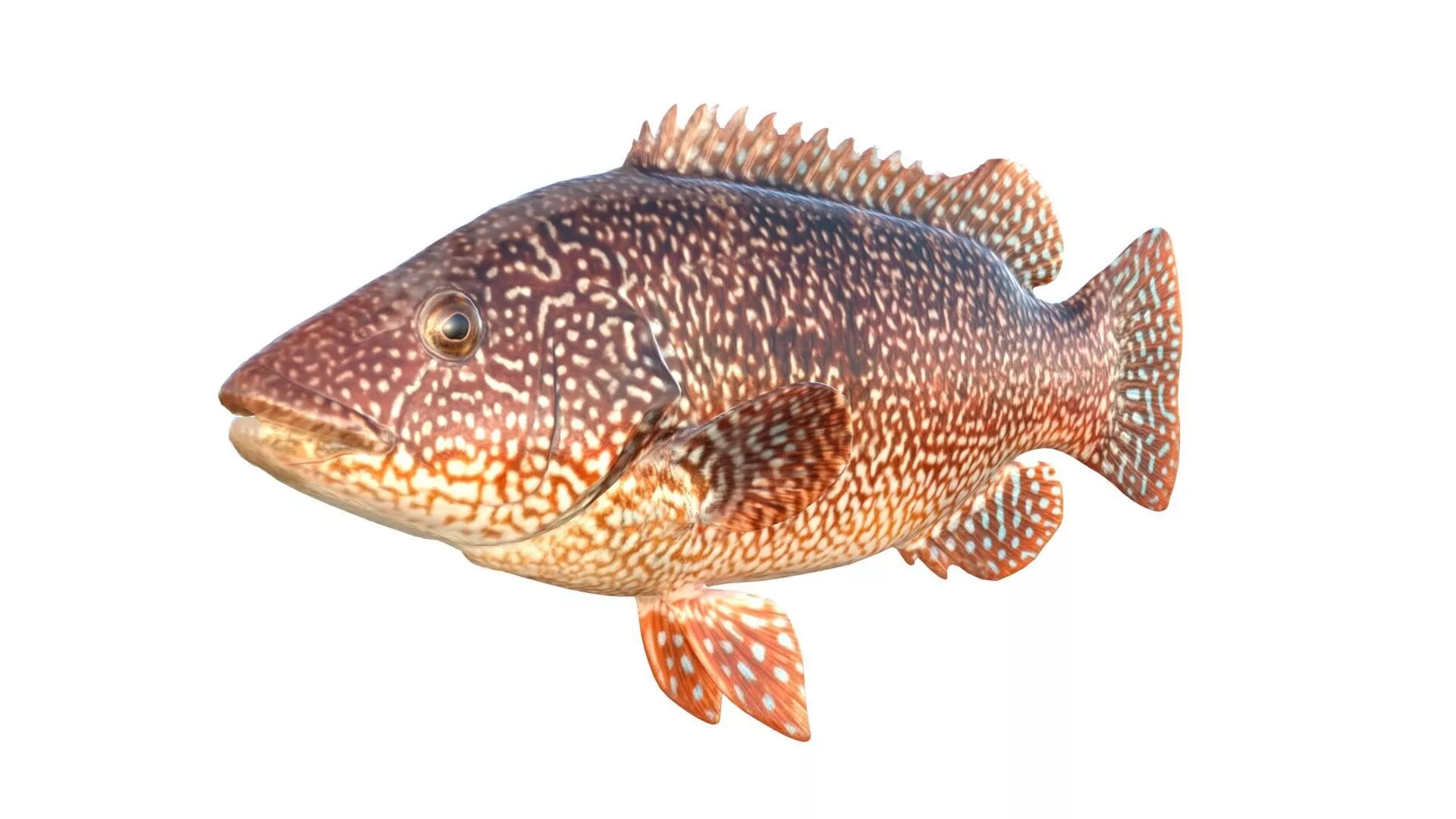 Ballan wrasse fish Low-poly 3D model