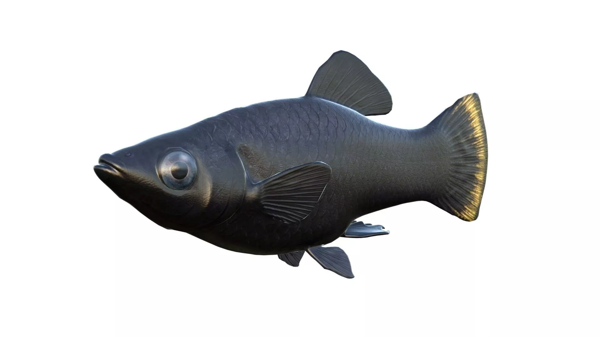 Black molly fish Low-poly 3D model