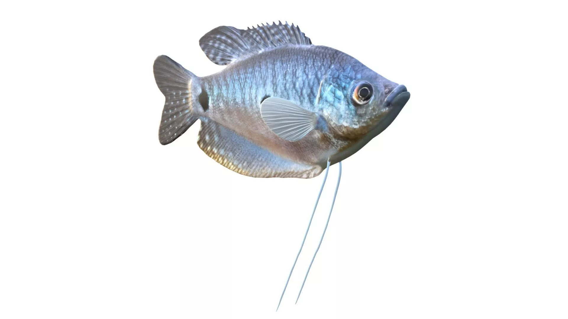 Blue Gourami Low-poly 3D model