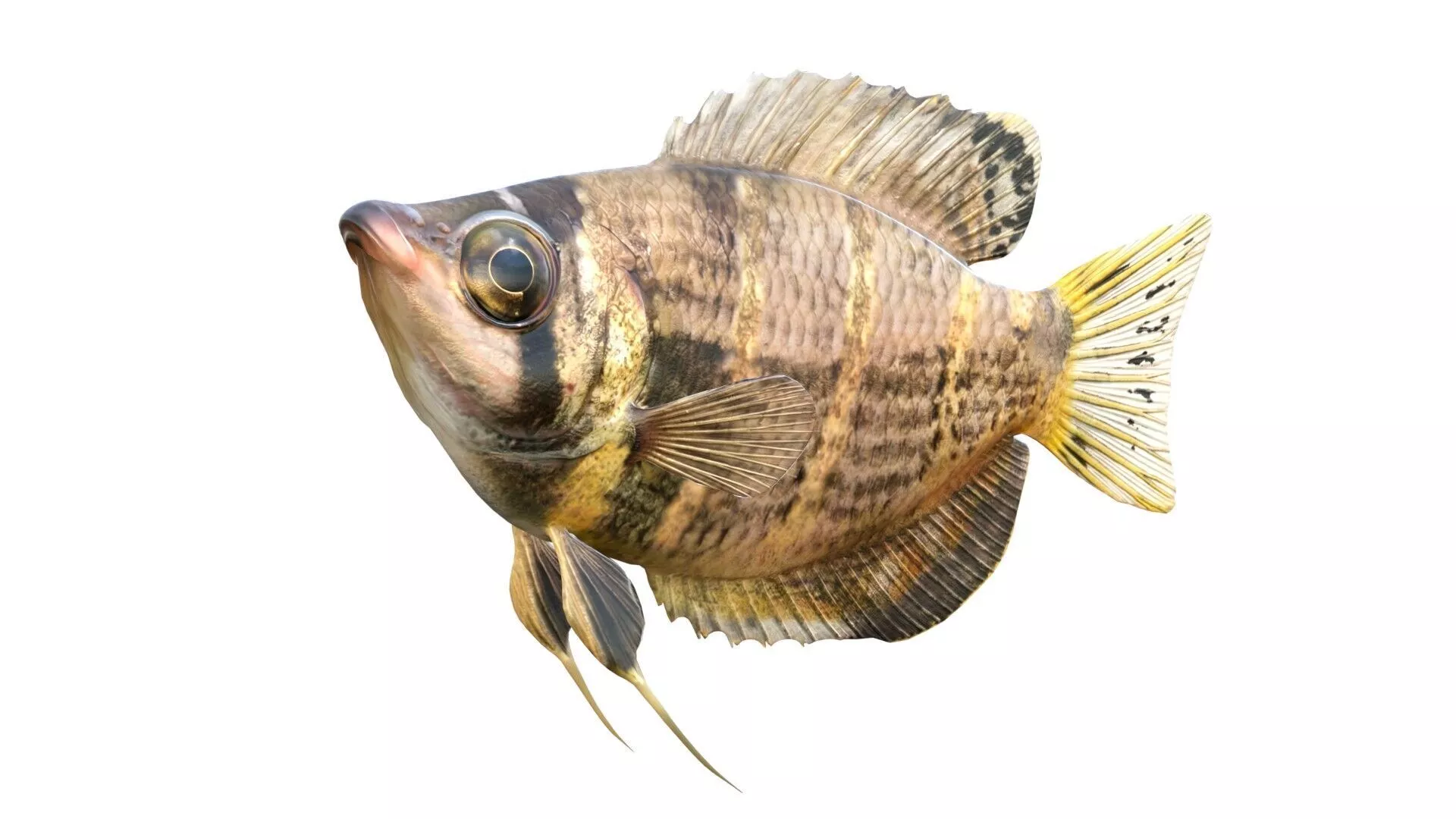 Chocolate Gourami Low-poly 3D model