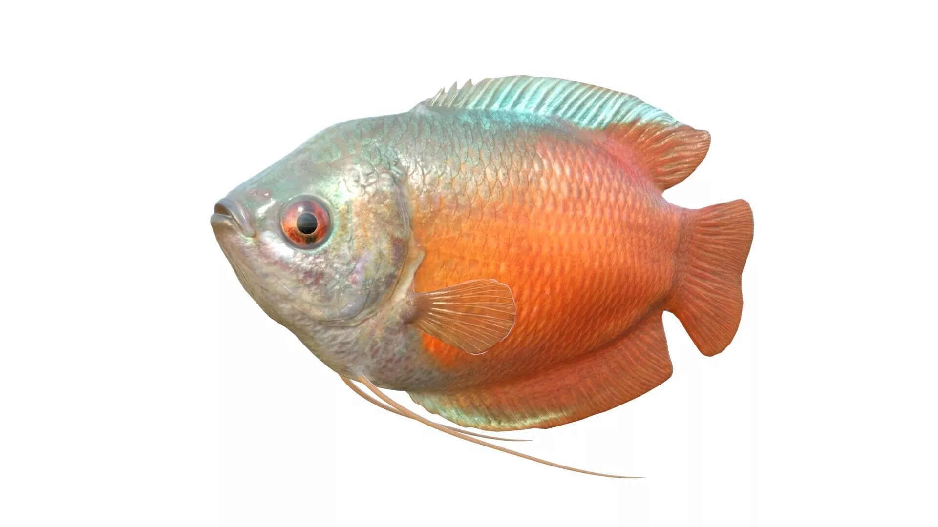 Dwarf Gourami Low-poly 3D model