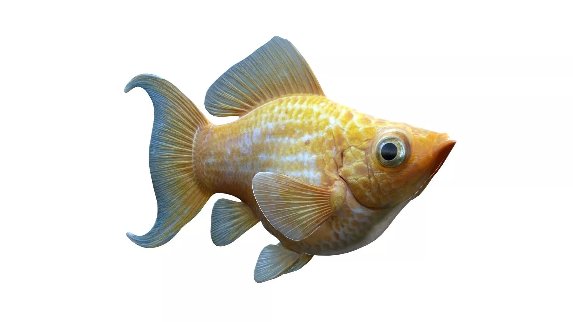 Golden Balloon Molly fish Low-poly 3D model