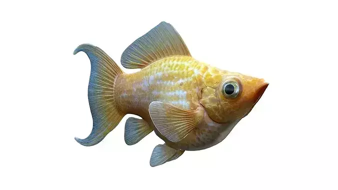 Golden Balloon Molly fish   