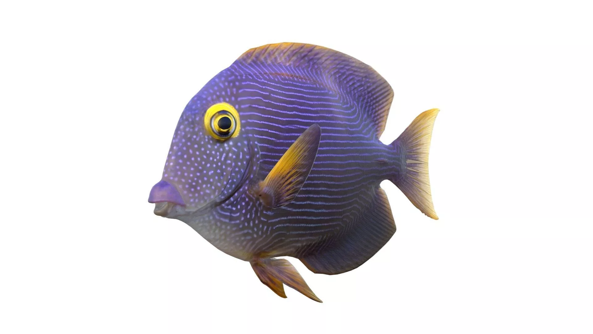 Kole Tang fish Low-poly 3D model