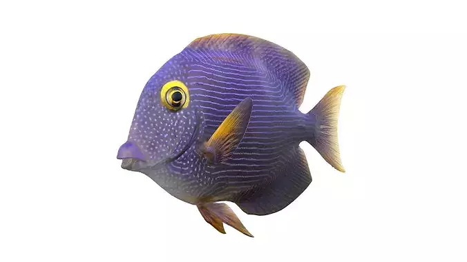 Kole Tang  fish   