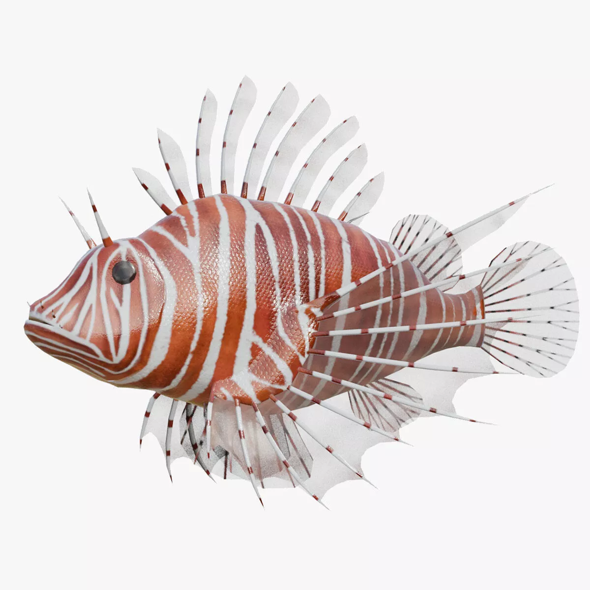 Lionfish rigged Low-poly 3D model