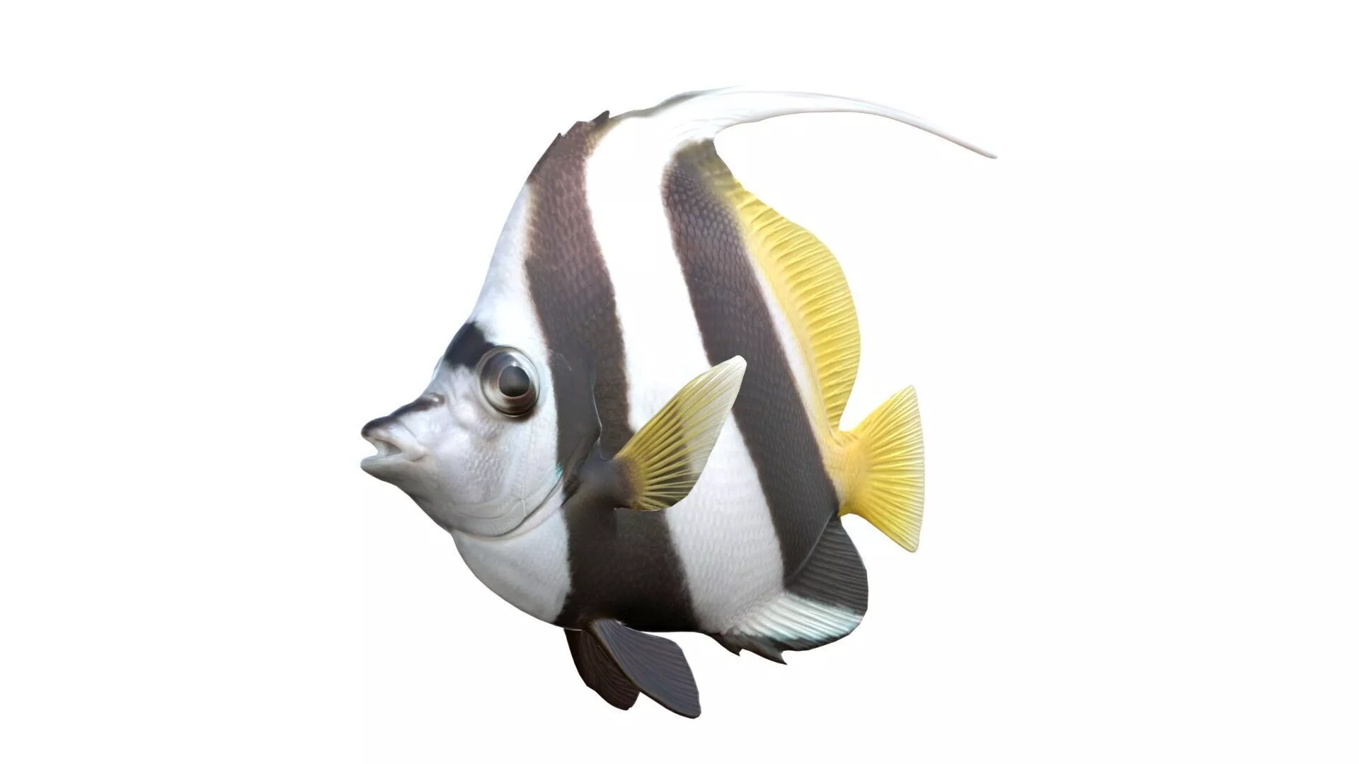 Longfin Bannerfish Low-poly 3D model
