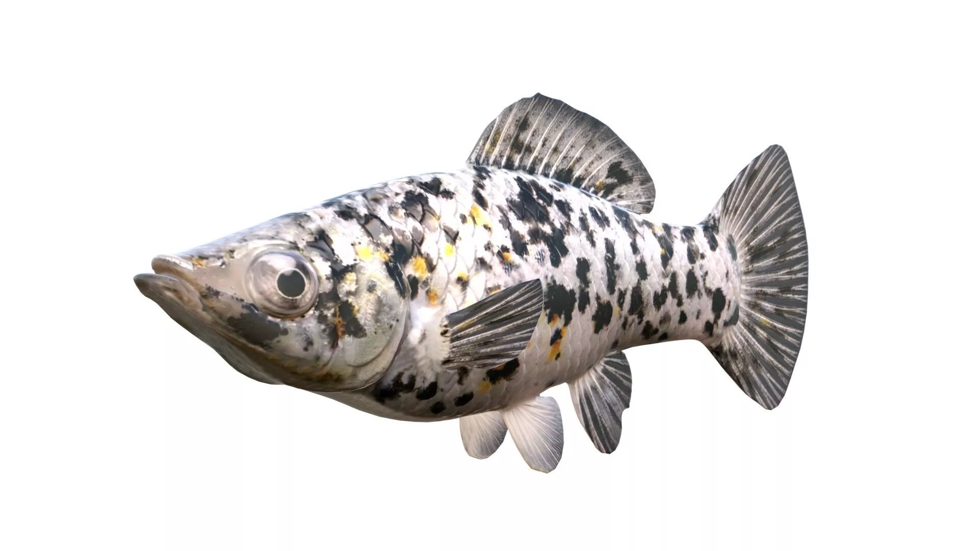 Molly Dalmatian fish Low-poly 3D model