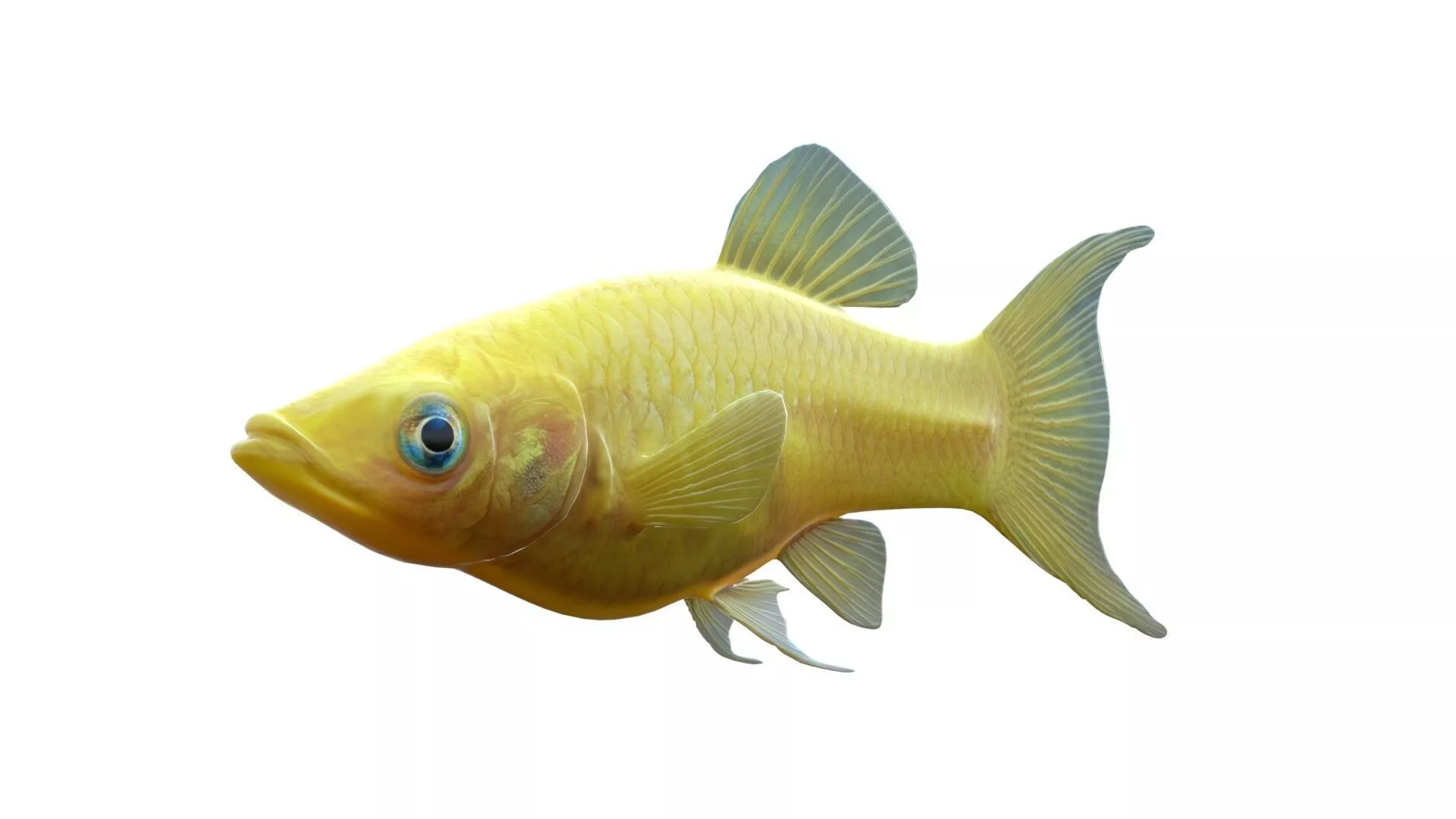 Molly Yellow fish Low-poly 3D model