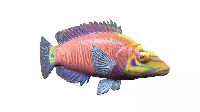 Mystery Wrasse fish    