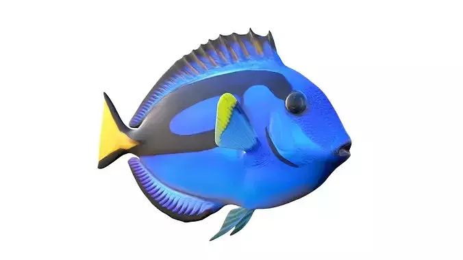 Pacific Blue Tang fish  