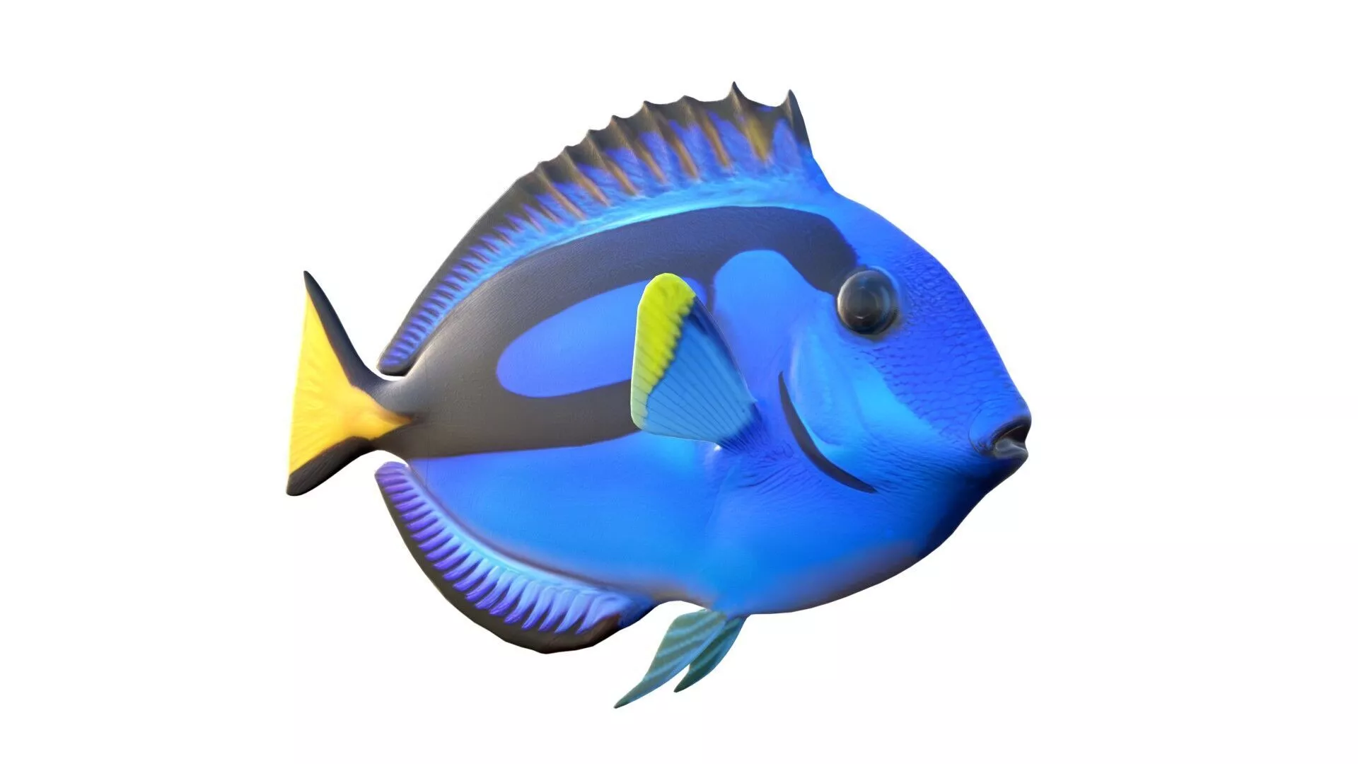 Pacific Blue Tang fish Low-poly 3D model