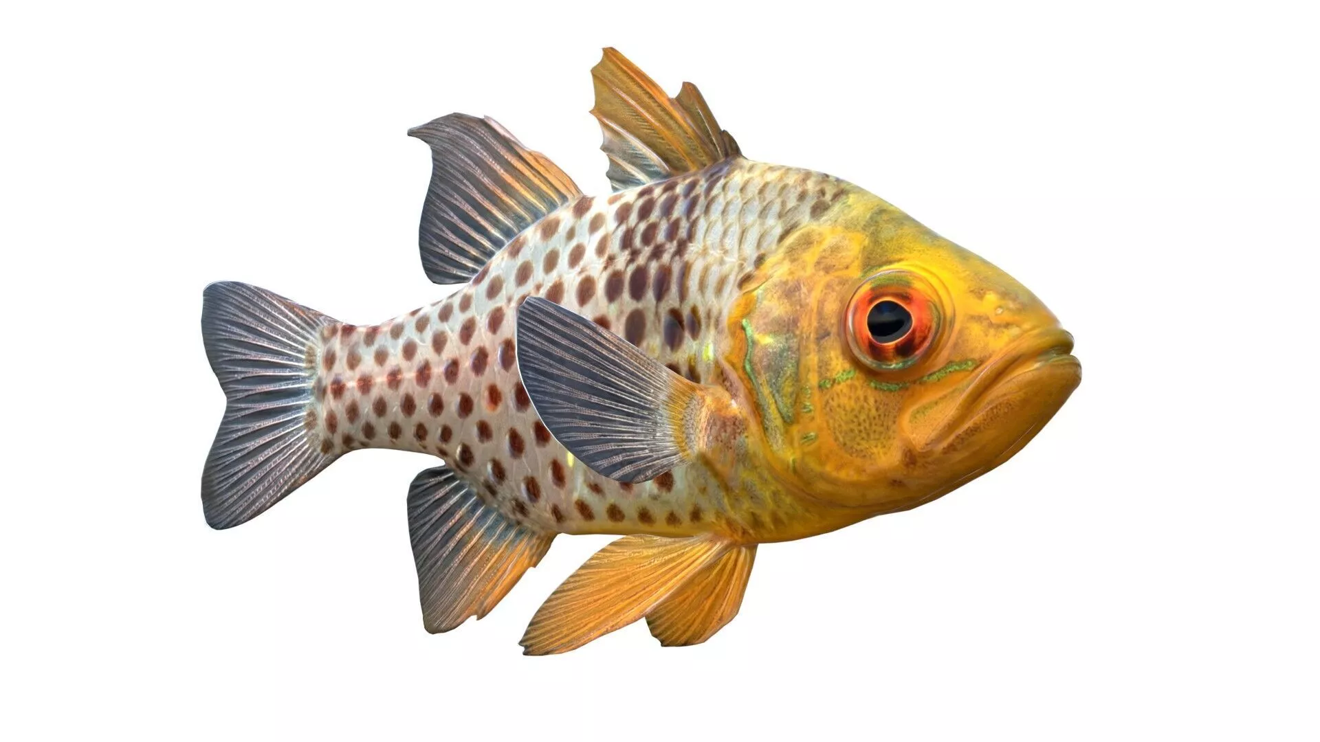 Pajama Cardinal fish Low-poly 3D model