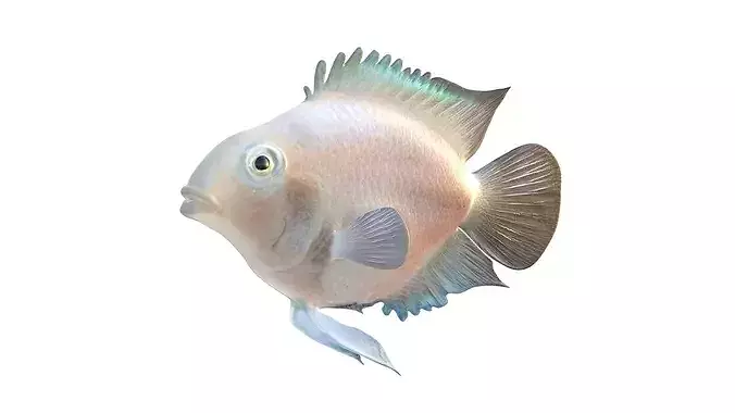 Parrot Cichlid fish   