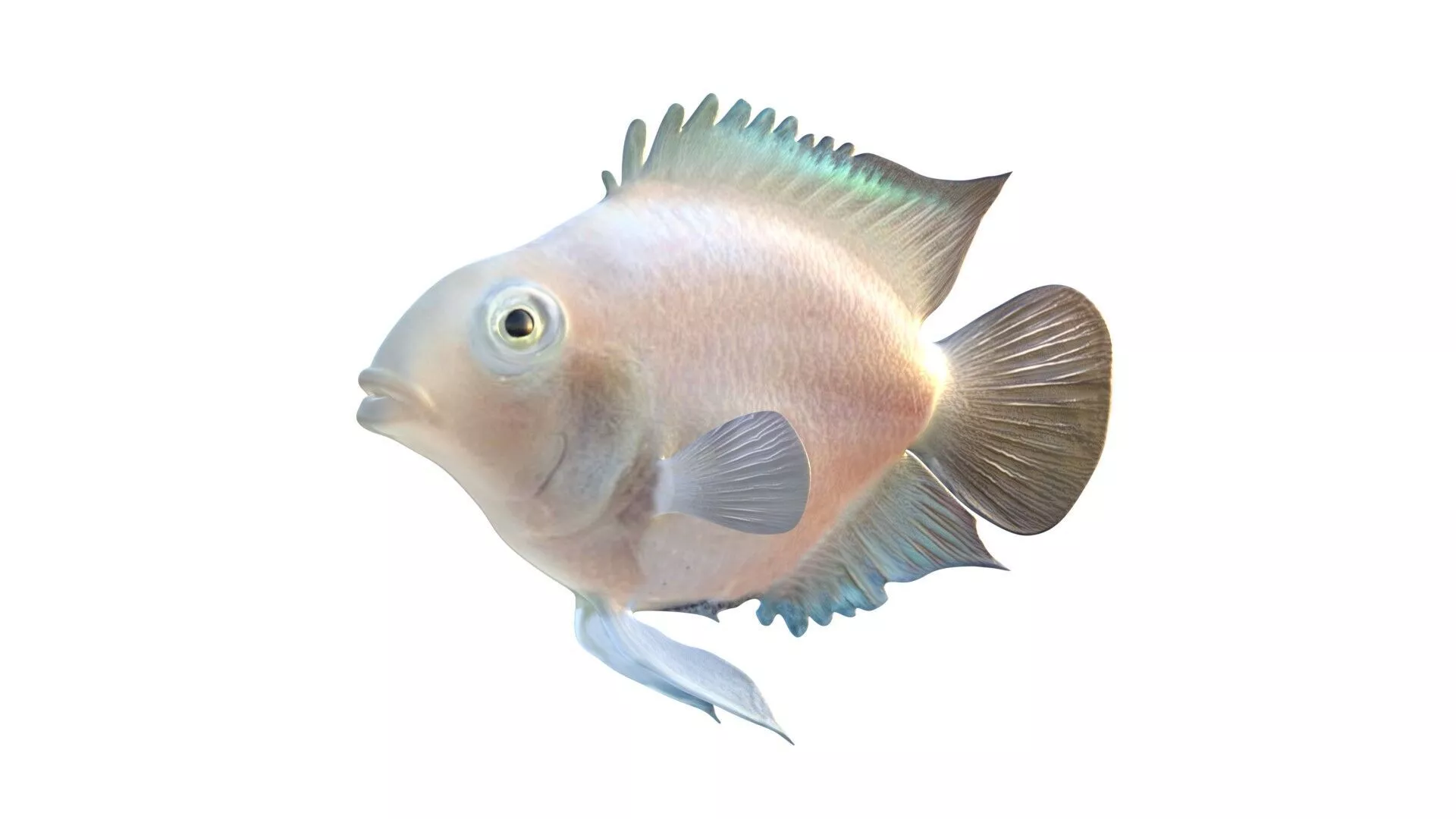 Parrot Cichlid fish Low-poly 3D model