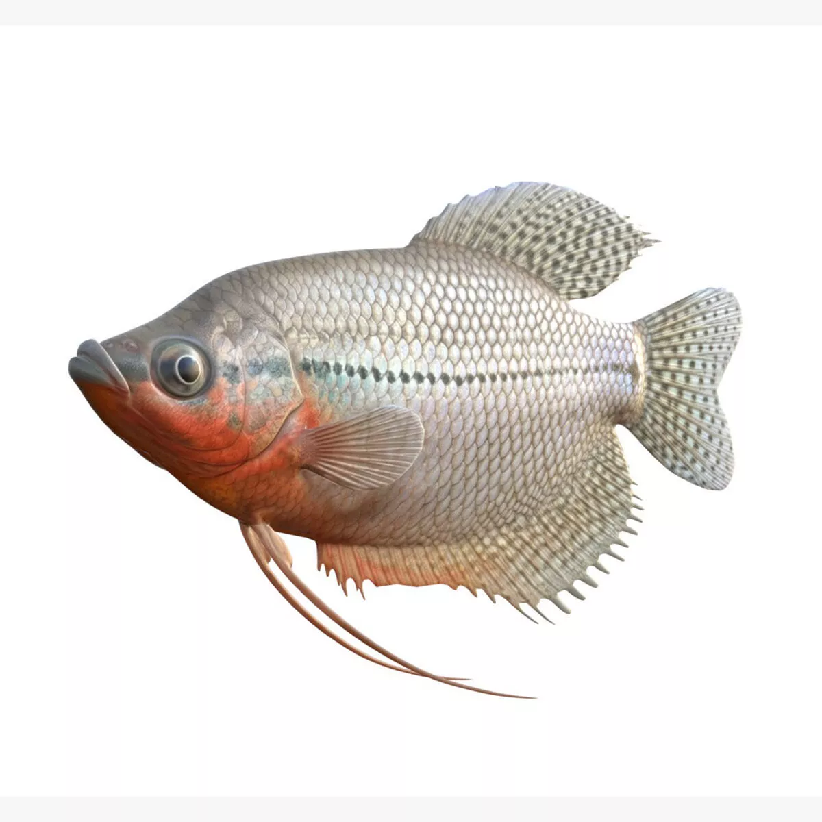 Pearl Gourami Low-poly 3D model