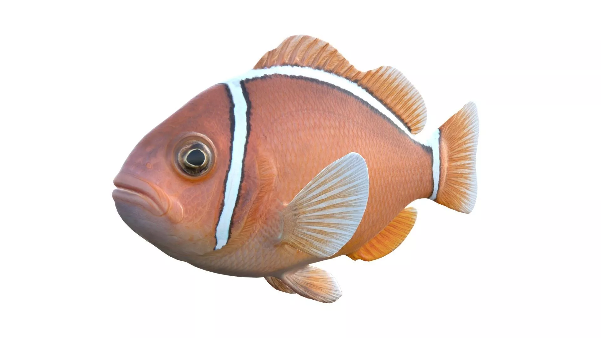 Pink Skunk Clownfish Low-poly 3D model