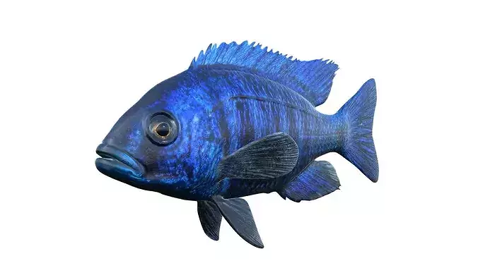 Placidochromis Cichlid fish     