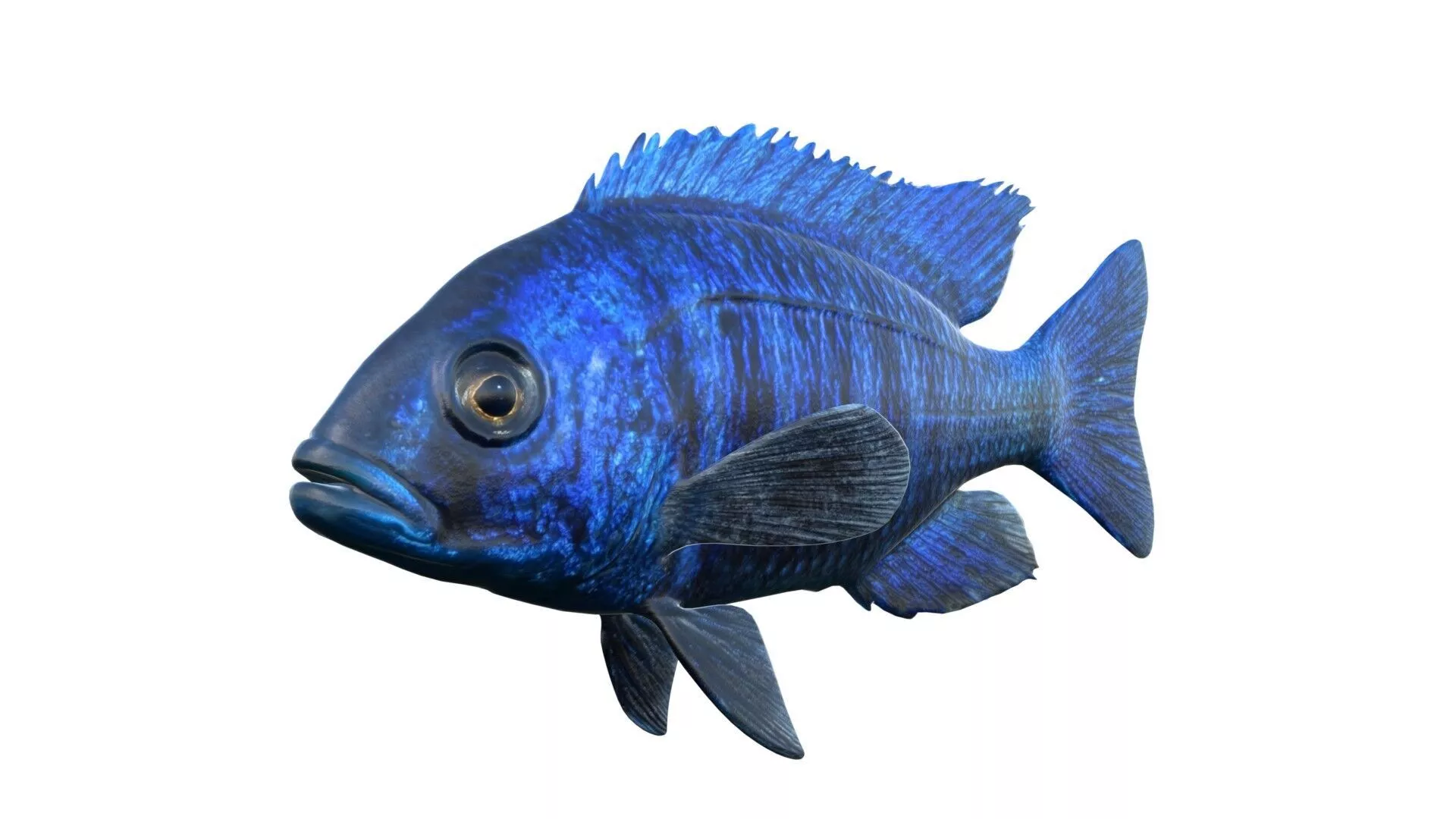 Placidochromis Cichlid fish Low-poly 3D model