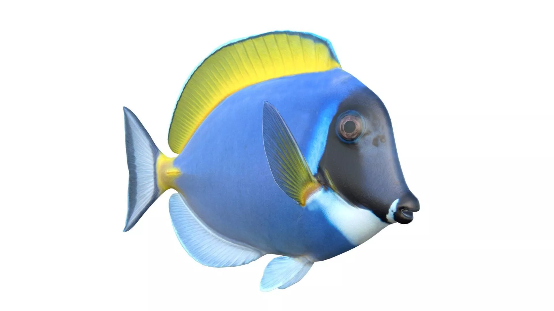 Powder Blue Tang fish Low-poly 3D model