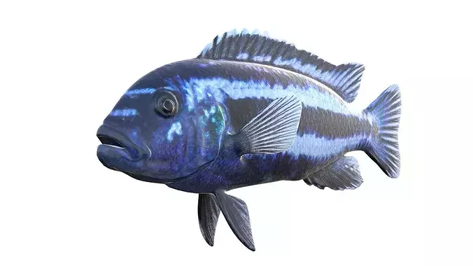 Pseudotropheus Cichlid fish   