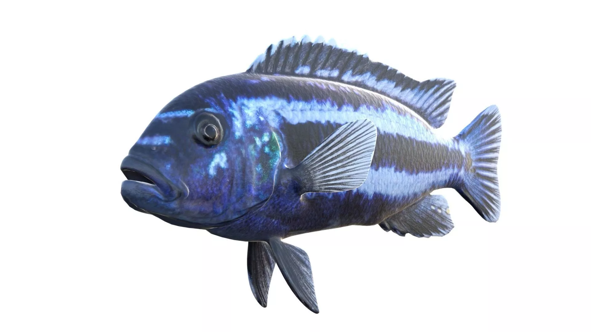 Pseudotropheus Cichlid fish Low-poly 3D model