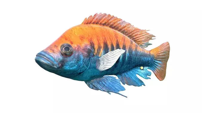 Pundamilia Cichlid fish   