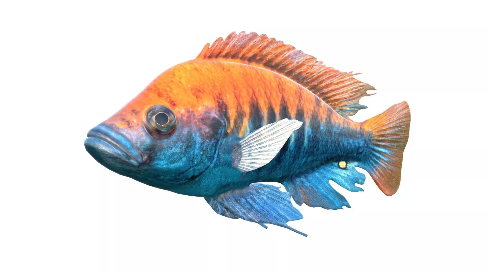 Pundamilia Cichlid fish Low-poly 3D model
