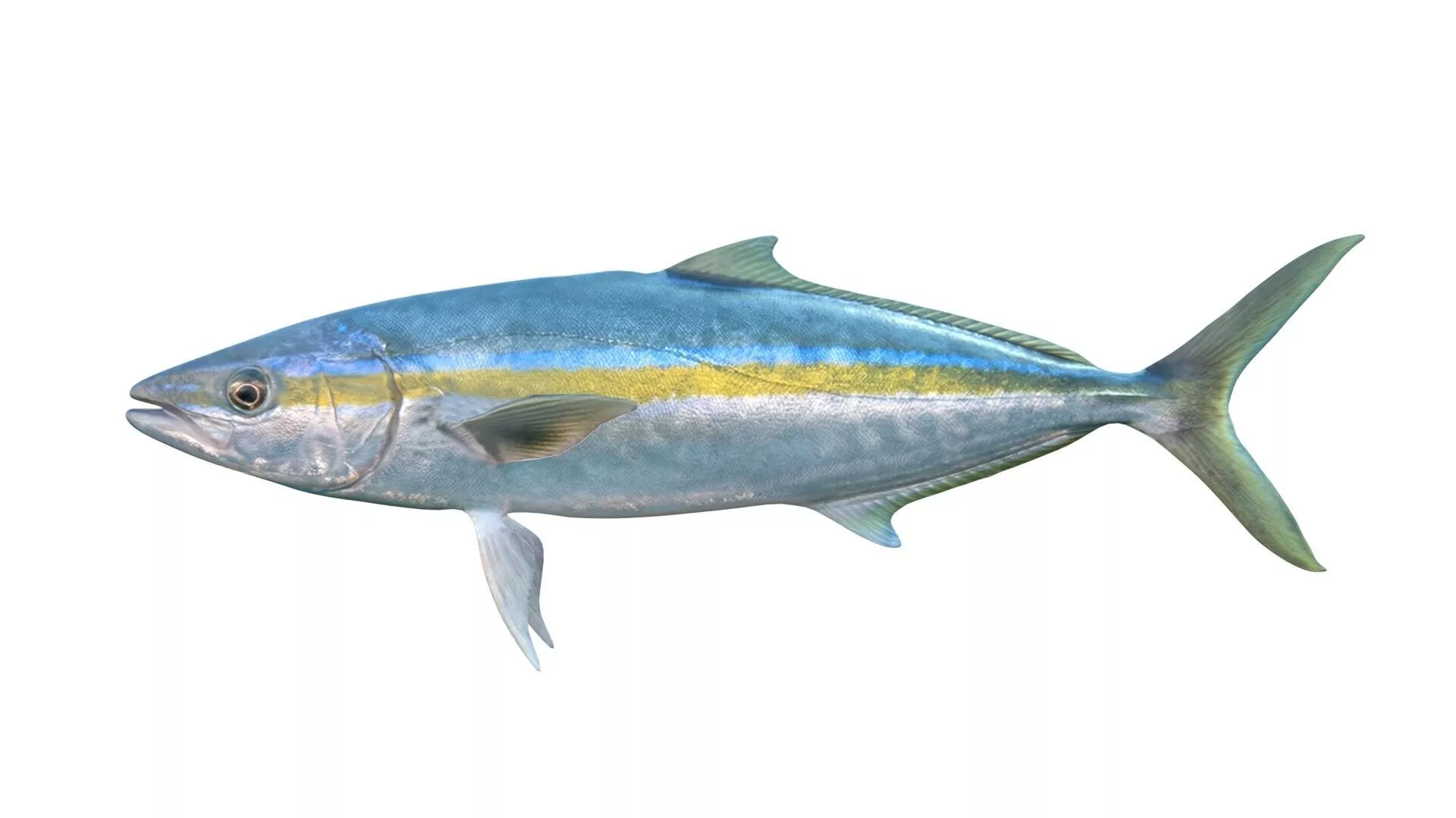 Rainbow Runner Fish Low-poly 3D model