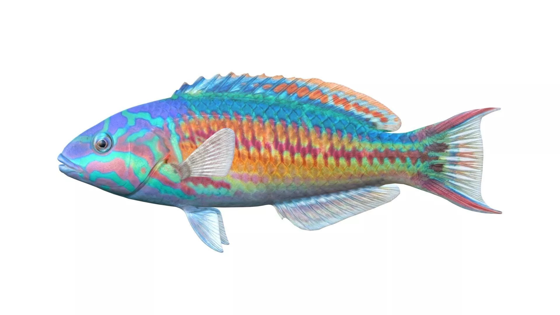 Rainbow Wrasse fish Low-poly 3D model