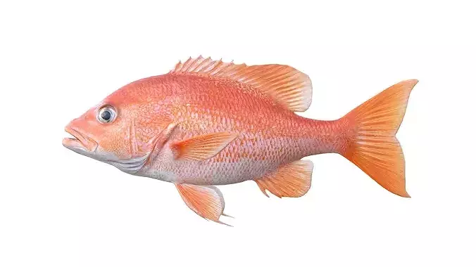 Red Snapper fish   