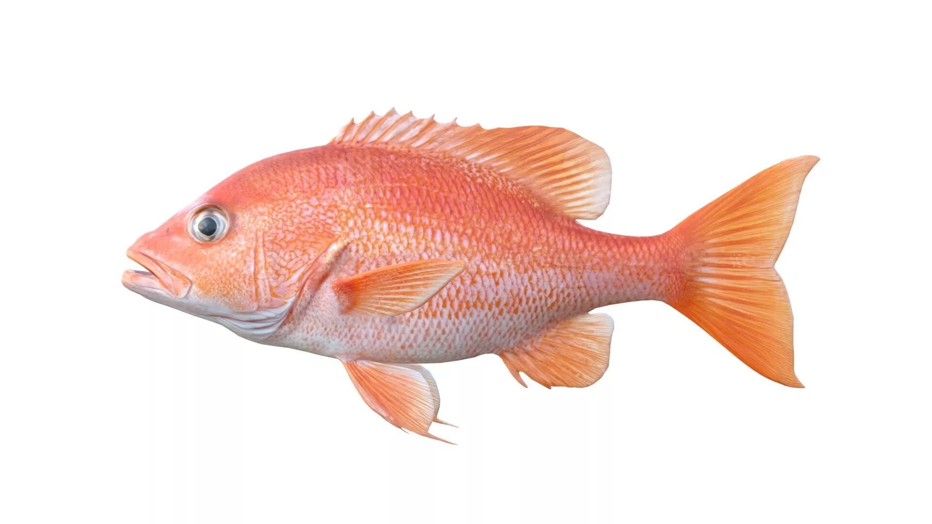 Red Snapper fish Low-poly 3D model