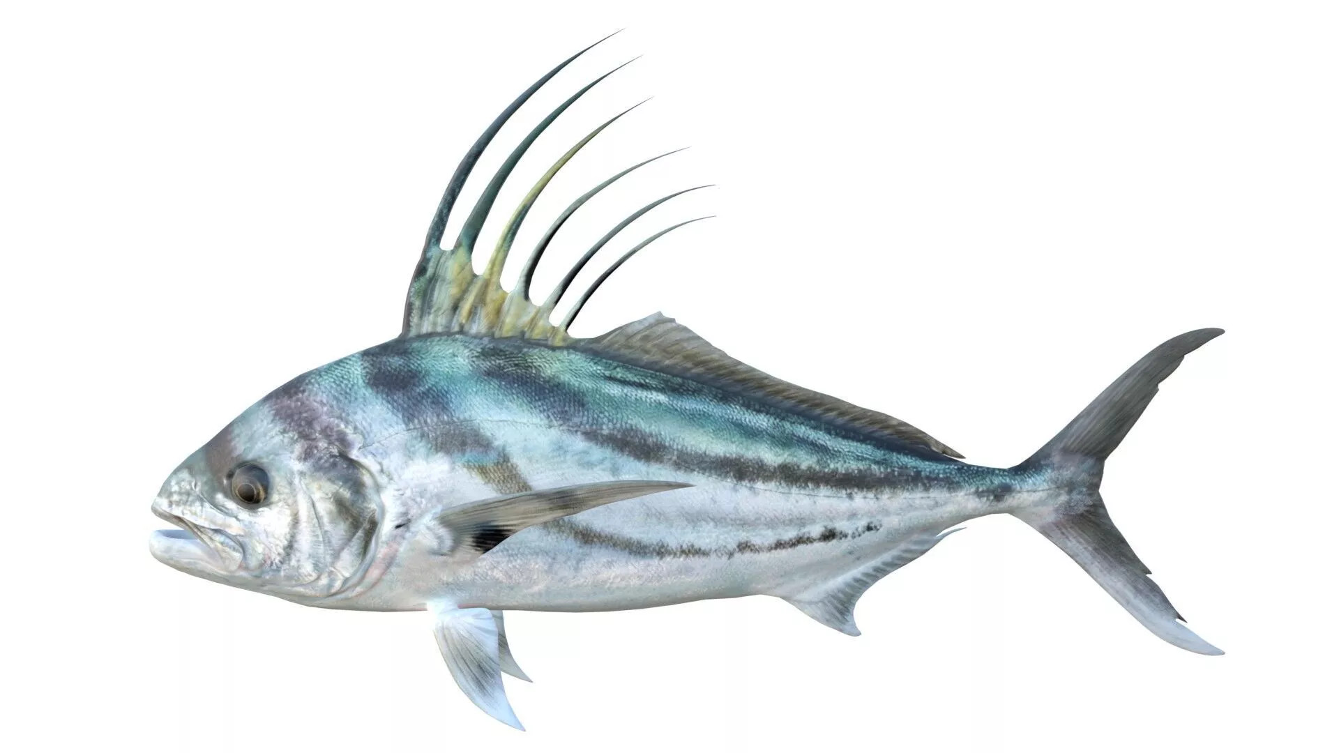 Rooster fish Low-poly 3D model