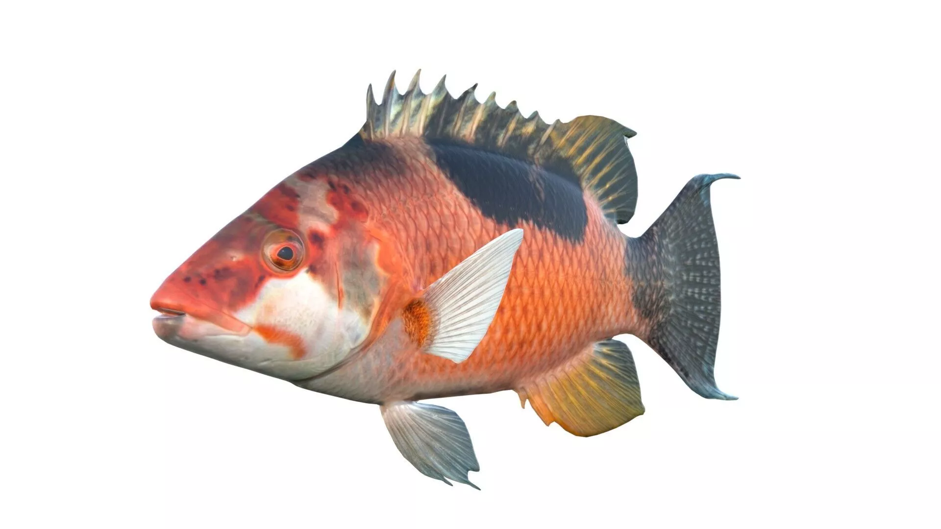 Costa Rican Hogfish Low-poly 3D model