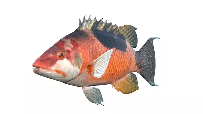 Costa Rican Hogfish
