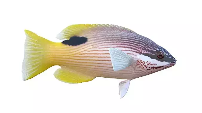 Saddleback Hogfish     