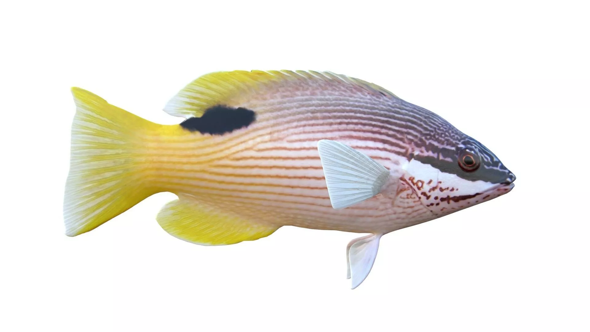 Saddleback Hogfish Low-poly 3D model